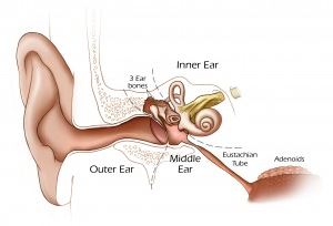 Eustachian tube