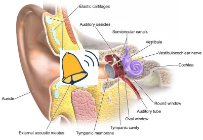 Tinnitus