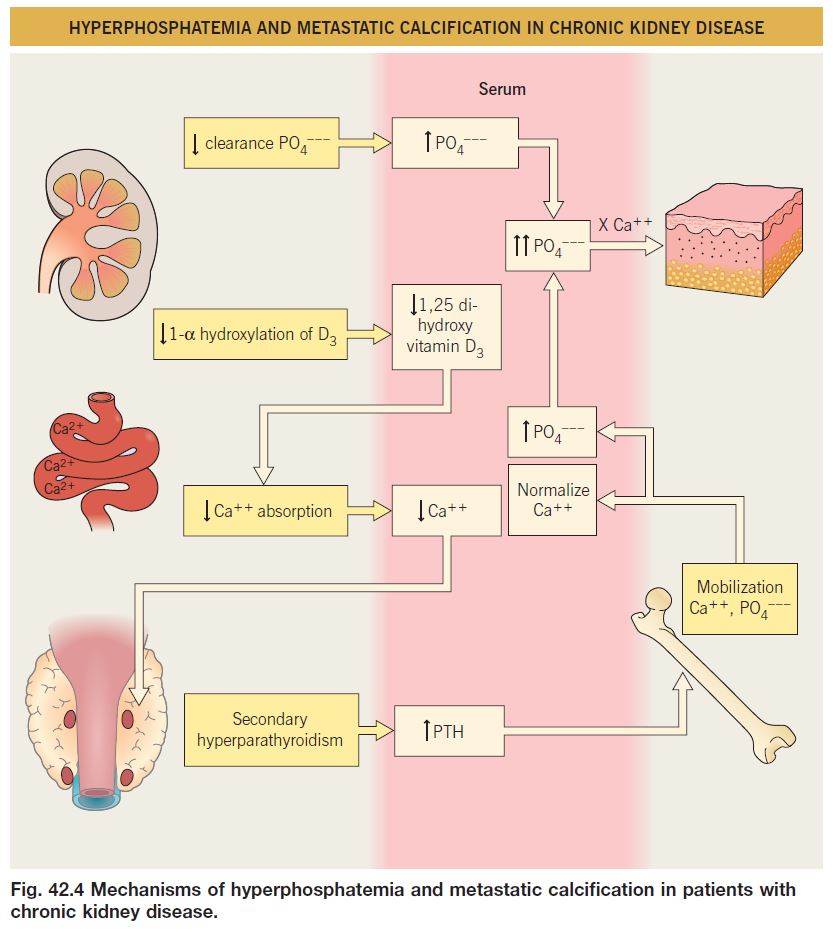 Fig 42.4