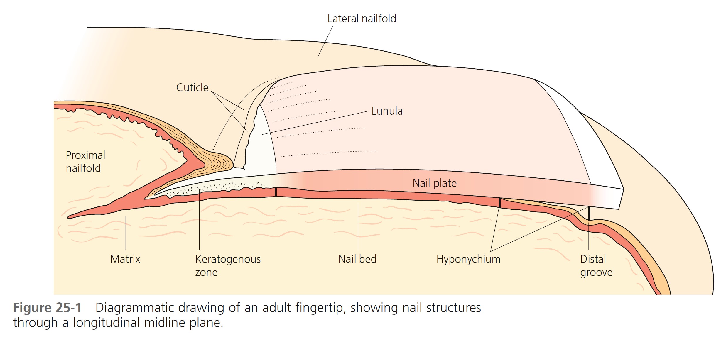 Nail Plate - Appearance, Function and Pictures